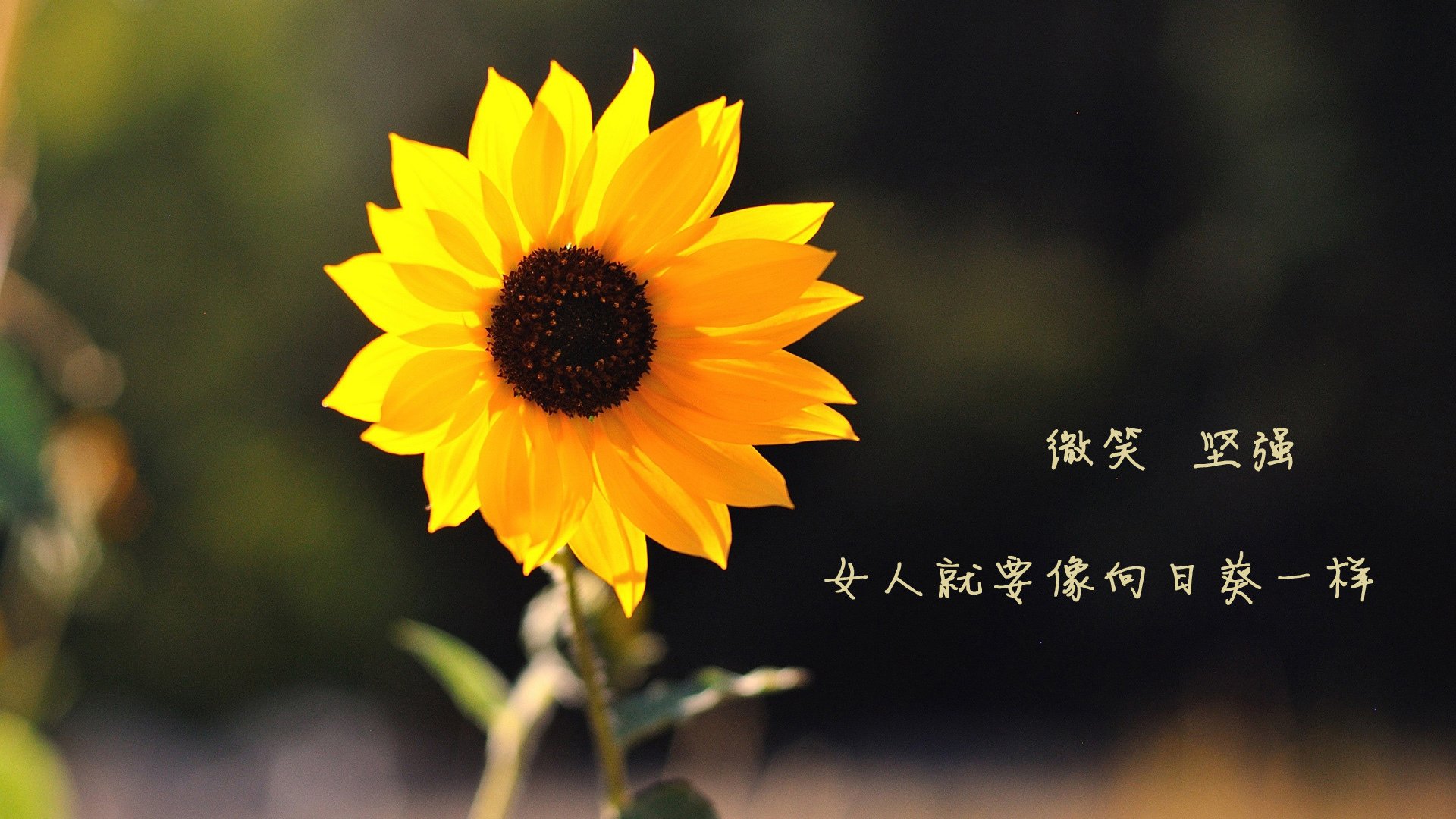 女子接力三国博弈 场面空前紧张，女子接力比赛