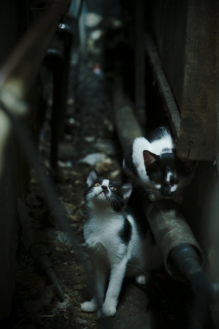 袋鼠队的控球和传球节奏,让对手难以施展,袋鼠运球游戏怎么玩